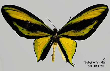 Papua Insects Foundation (Lepidoptera/Papilionidae/Ornithoptera